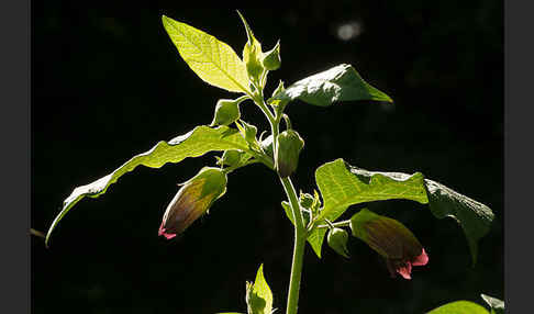 Schwarze Tollkirsche (Atropa bella-donna)