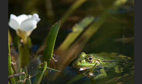 Grünfrosch (Pelophylax spec.)