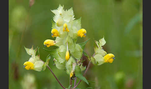 Großer Klappertopf (Rhinanthus angustifolius)