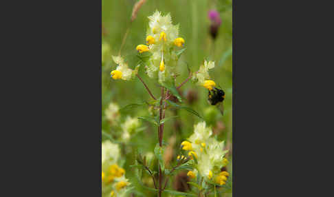 Großer Klappertopf (Rhinanthus angustifolius)