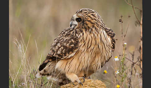 Sumpfohreule (Asio flammeus)