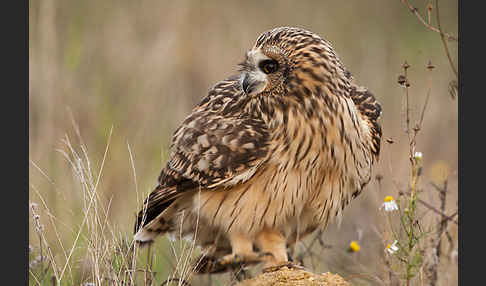 Sumpfohreule (Asio flammeus)