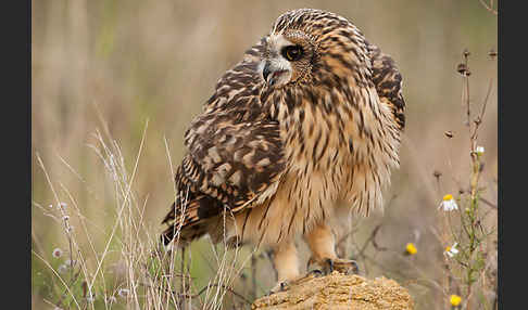 Sumpfohreule (Asio flammeus)