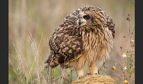 Sumpfohreule (Asio flammeus)