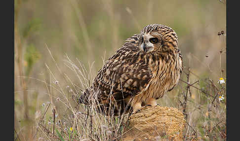 Sumpfohreule (Asio flammeus)