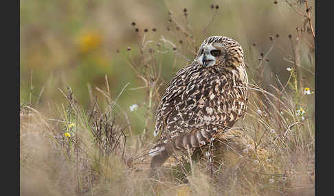 Sumpfohreule (Asio flammeus)