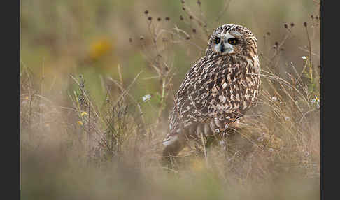 Sumpfohreule (Asio flammeus)