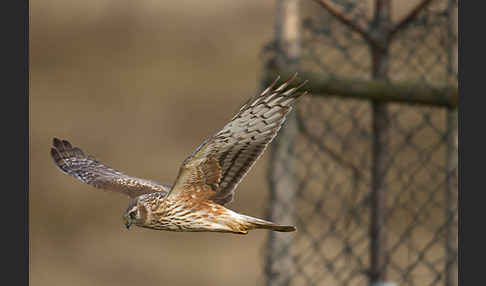 Kornweihe (Circus cyaneus)