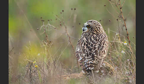 Sumpfohreule (Asio flammeus)