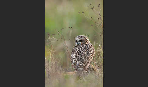 Sumpfohreule (Asio flammeus)