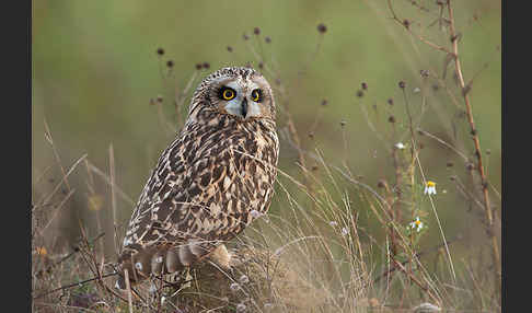 Sumpfohreule (Asio flammeus)