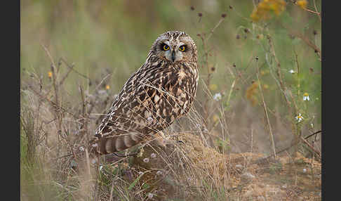 Sumpfohreule (Asio flammeus)