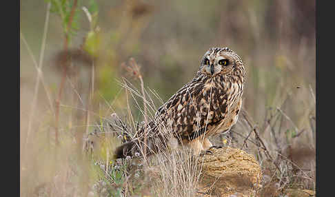 Sumpfohreule (Asio flammeus)