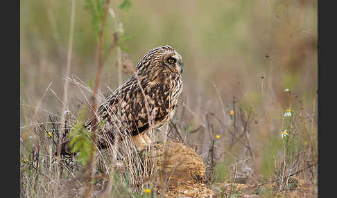 Sumpfohreule (Asio flammeus)