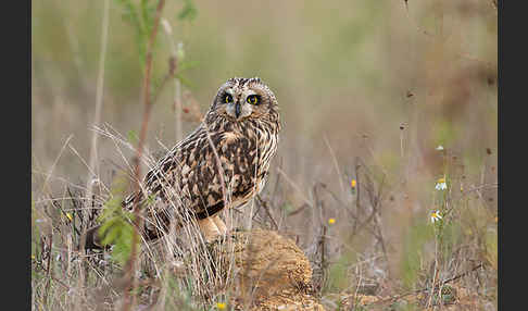 Sumpfohreule (Asio flammeus)