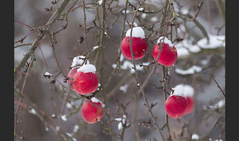 Streuobstwiese (meadow orchard)