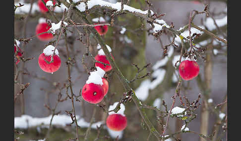 Streuobstwiese (meadow orchard)