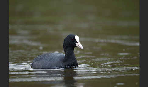 Blessralle (Fulica atra)