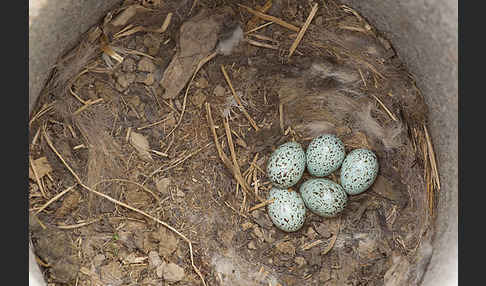 Dohle (Corvus monedula)