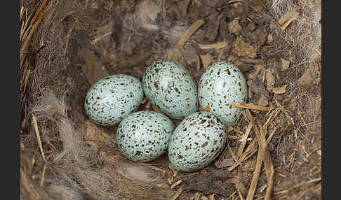 Dohle (Corvus monedula)