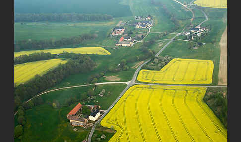 Raps (Brassica napus)