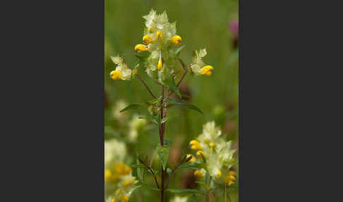 Großer Klappertopf (Rhinanthus angustifolius)