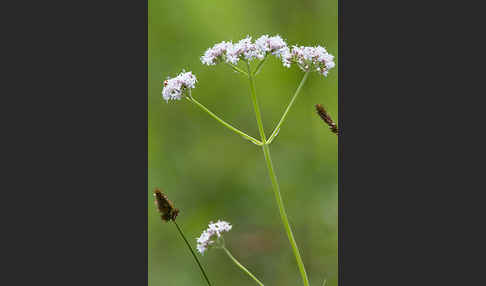 Kleiner Baldrian (Valeriana dioica)