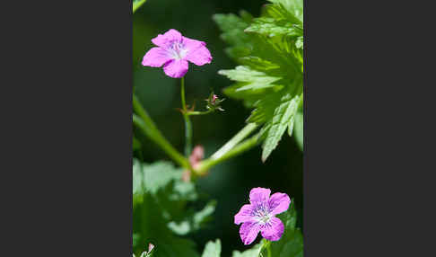 Sumpf-Storchschnabel (Geranium palustre)