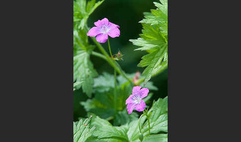 Sumpf-Storchschnabel (Geranium palustre)