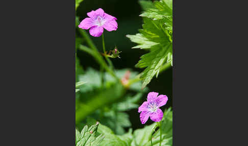 Sumpf-Storchschnabel (Geranium palustre)