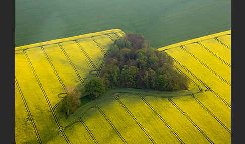 Raps (Brassica napus)