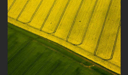 Raps (Brassica napus)