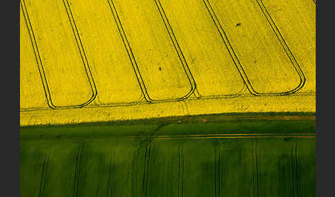 Raps (Brassica napus)