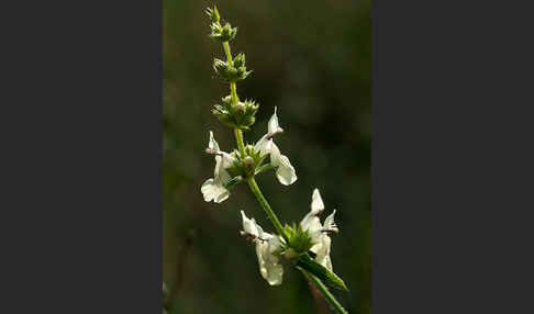 Berg-Ziest (Stachys recta)