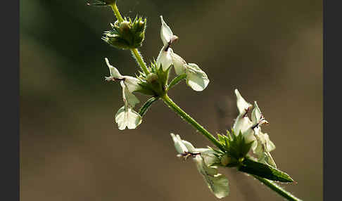 Berg-Ziest (Stachys recta)