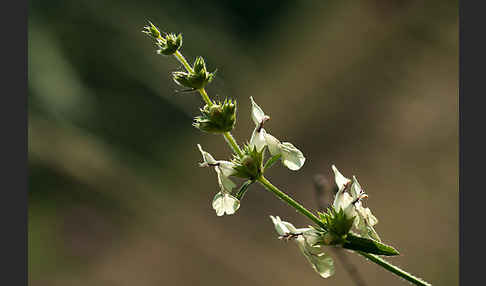 Berg-Ziest (Stachys recta)