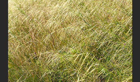 Haar-Pfriemengras (Stipa capillata)