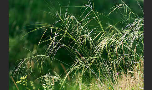 Haar-Pfriemengras (Stipa capillata)