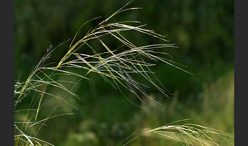 Haar-Pfriemengras (Stipa capillata)