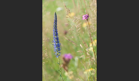 Ähriger Blauweiderich (Pseudolysimachion spicatum)