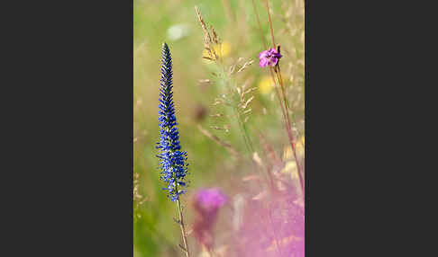 Ähriger Blauweiderich (Pseudolysimachion spicatum)