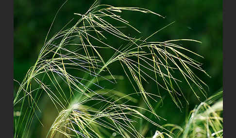 Haar-Pfriemengras (Stipa capillata)