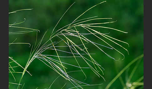 Haar-Pfriemengras (Stipa capillata)