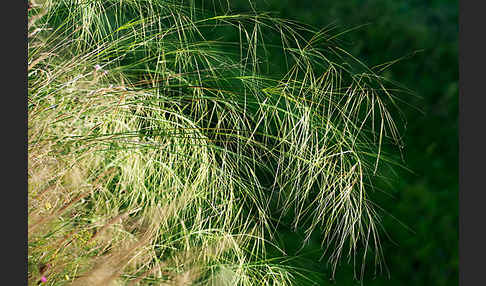 Haar-Pfriemengras (Stipa capillata)