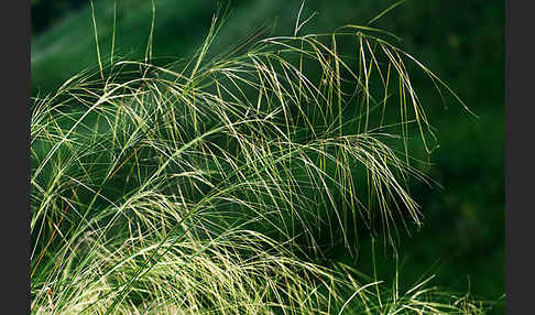 Haar-Pfriemengras (Stipa capillata)