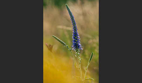 Ähriger Blauweiderich (Pseudolysimachion spicatum)