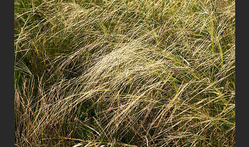 Haar-Pfriemengras (Stipa capillata)