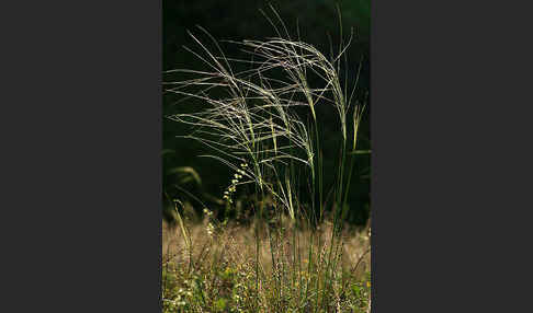 Haar-Pfriemengras (Stipa capillata)