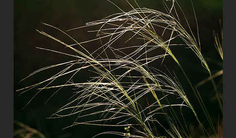 Haar-Pfriemengras (Stipa capillata)