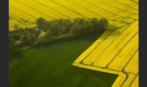 Raps (Brassica napus)